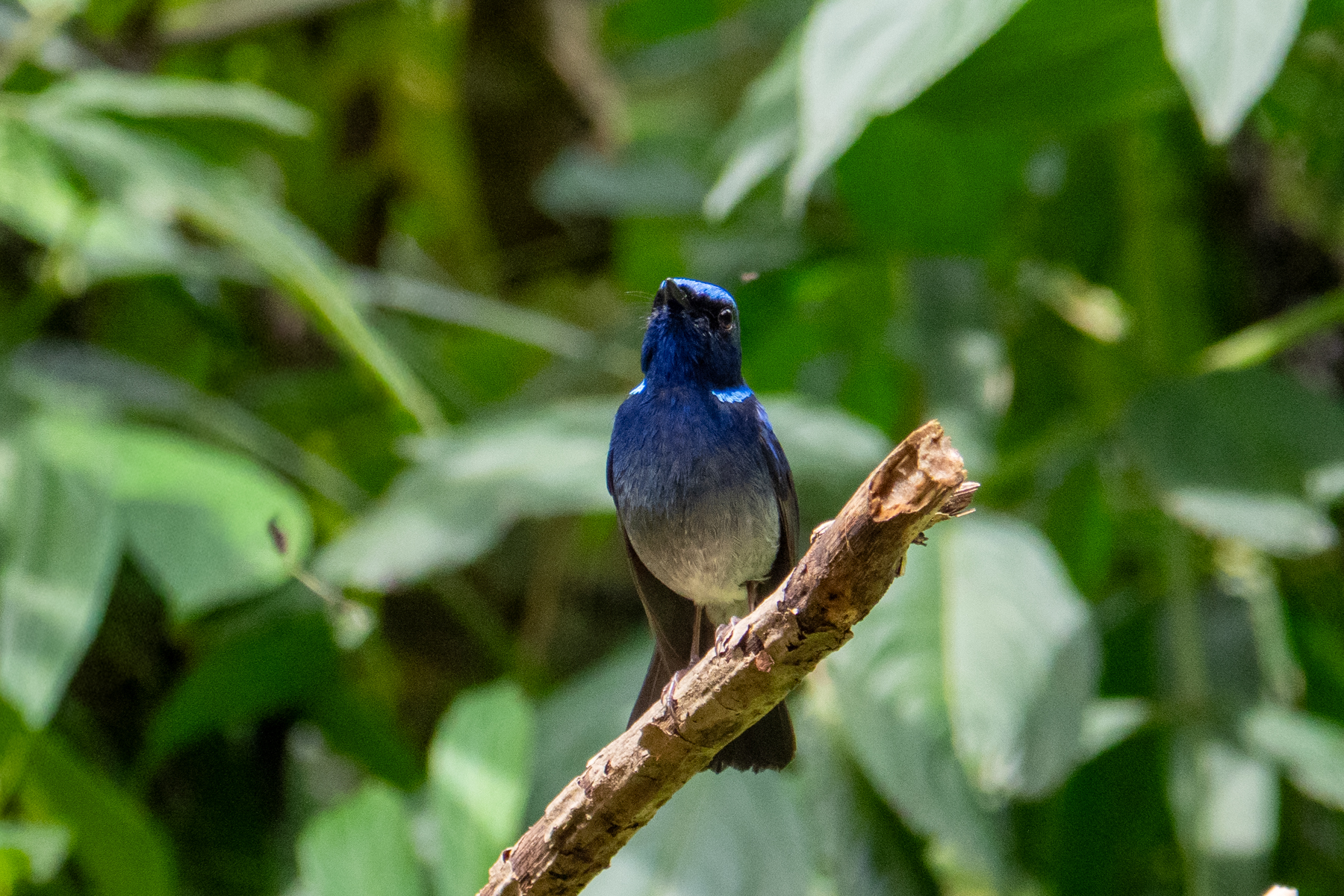 Small Niltava (image by Dave Farrow)