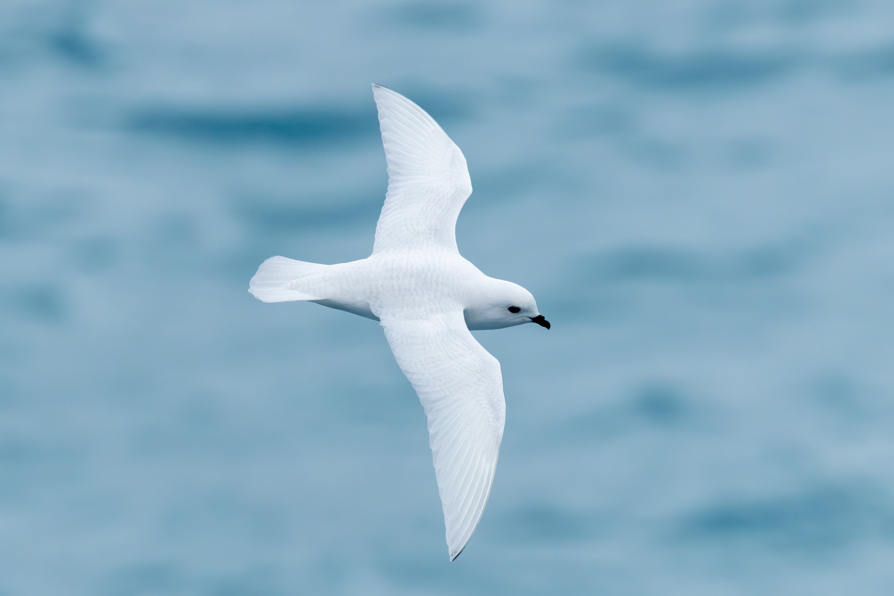 Snow Petrel (image by Nick Lessof)