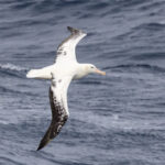 Snowy Albatross (image by John Young)