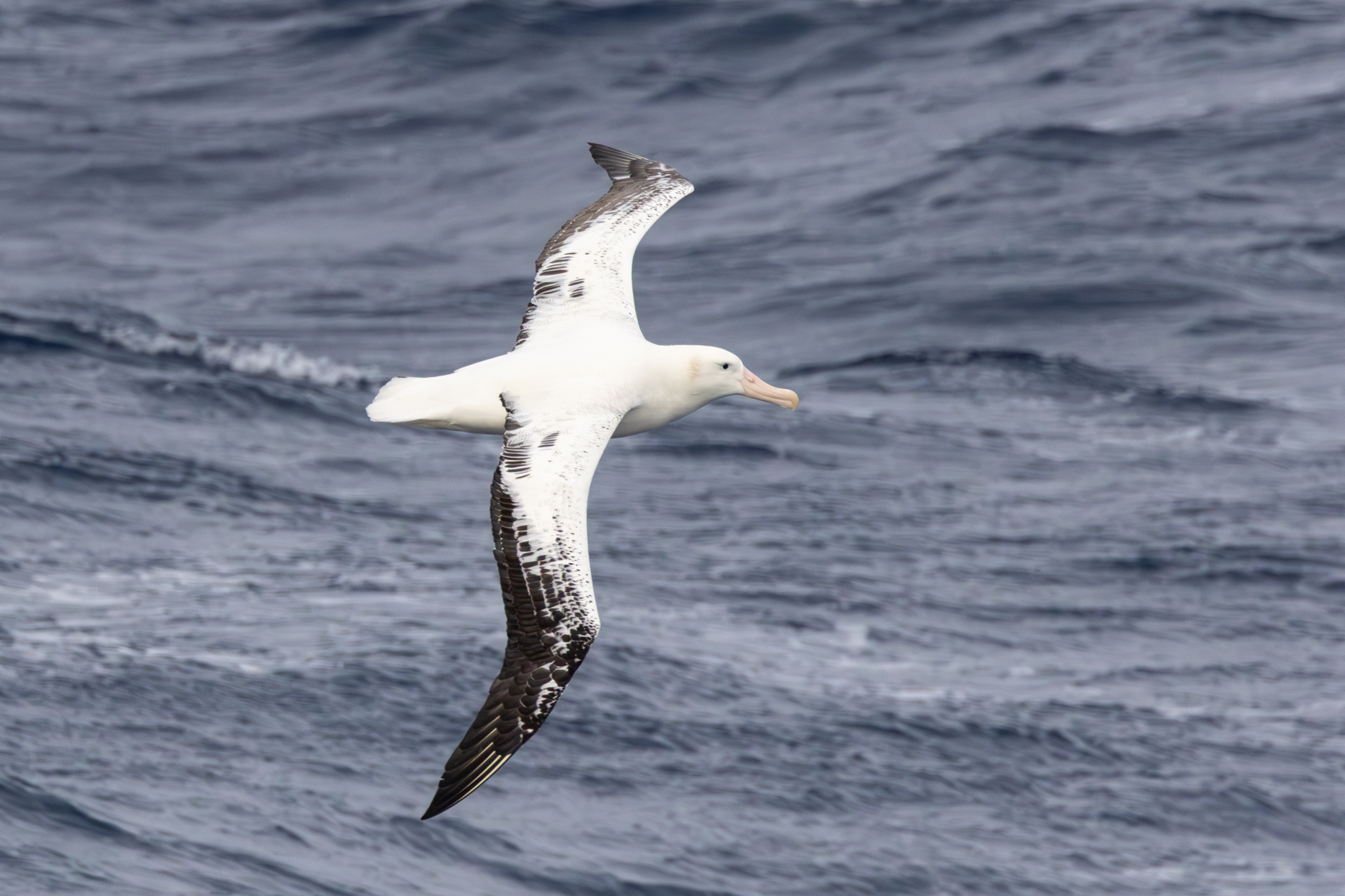 Snowy Albatross (image by John Young)