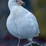 Snowy Sheathbill (image by Mark Van Beirs)