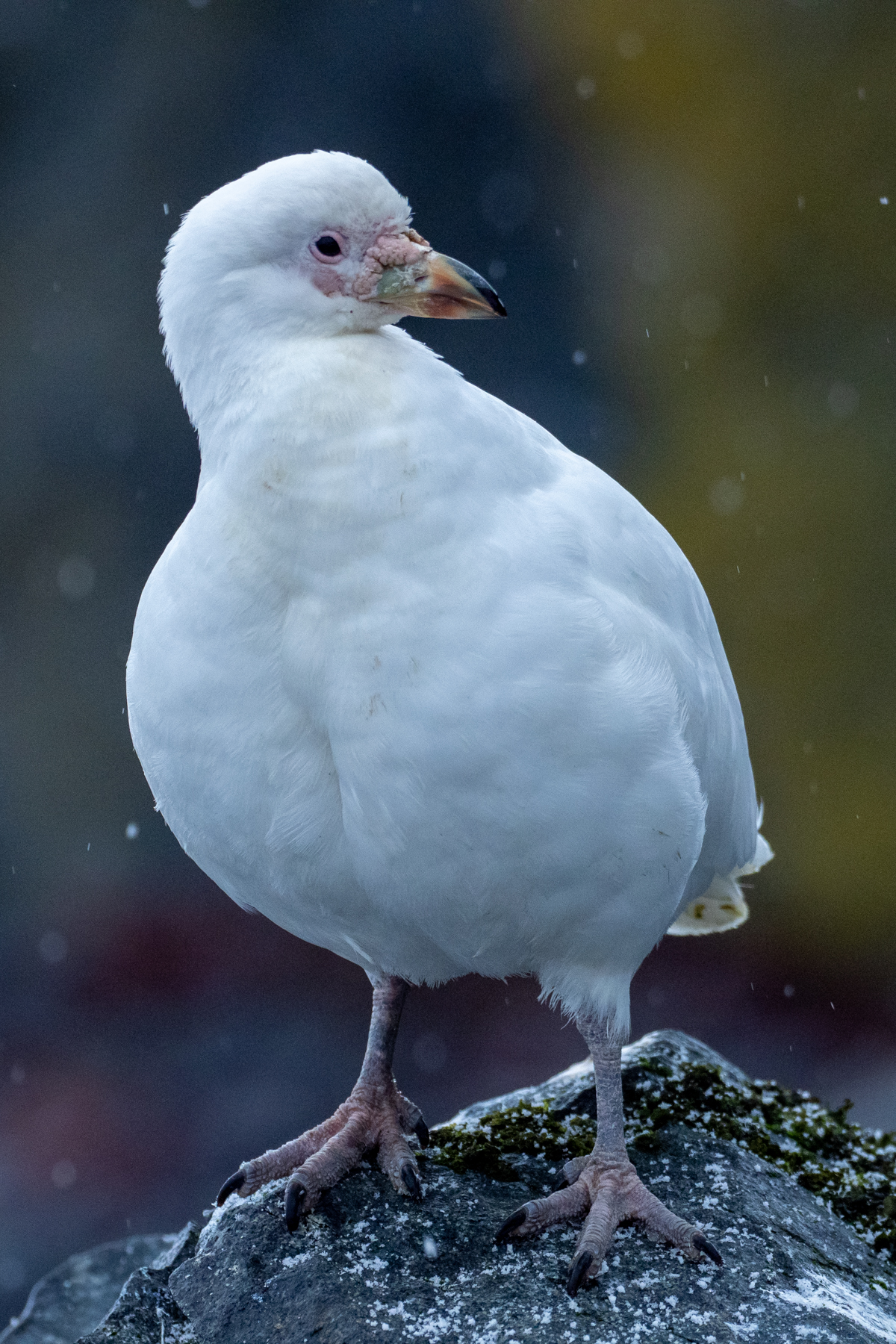 Snowy Sheathbill (image by Mark Van Beirs)
