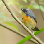 Snowy-browed Flycatcher (image by Vincent van der Spek)