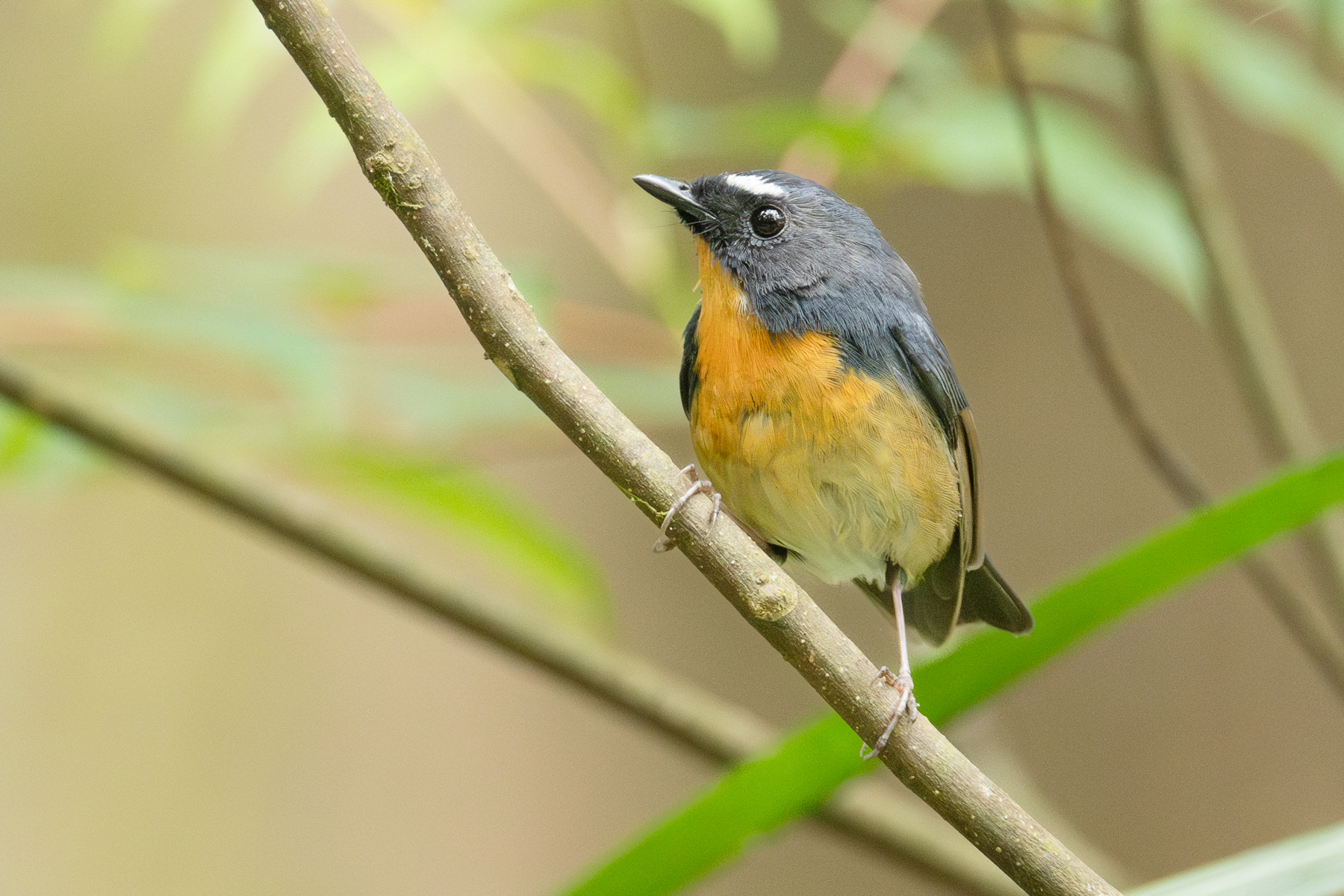 Snowy-browed Flycatcher (image by Vincent van der Spek)