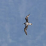 Soft-plumaged Petrel (image by Nick Lessof)