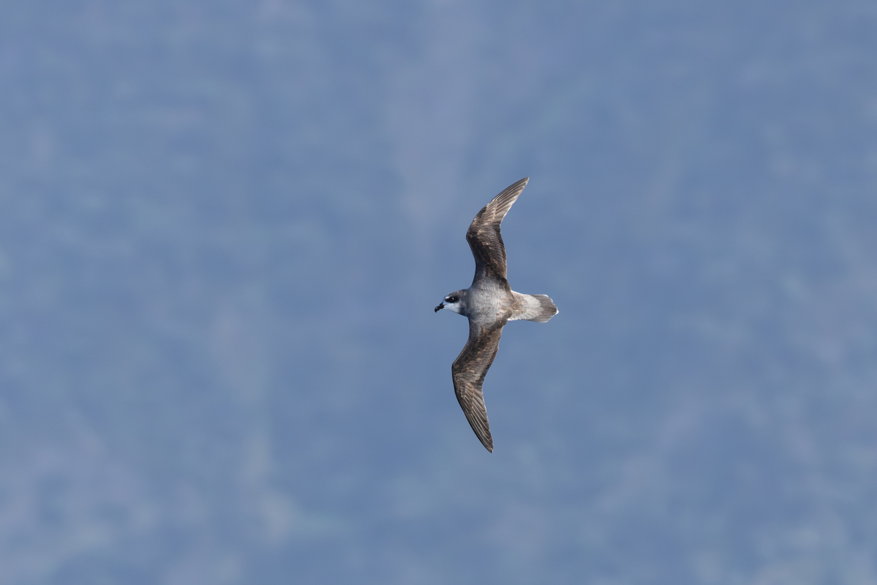 Soft-plumaged Petrel (image by Nick Lessof)