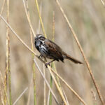 Song Sparrow (image by Leo Garrigues)