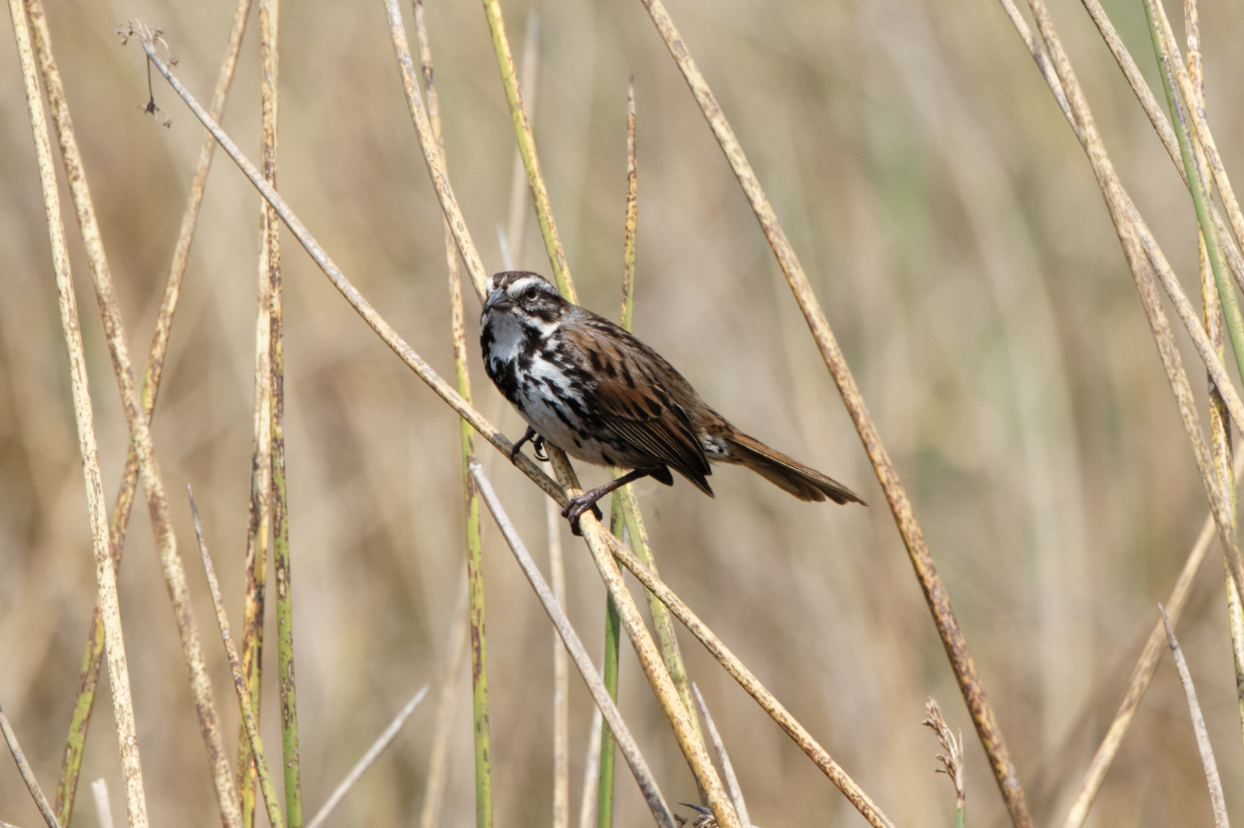 Song Sparrow (image by Leo Garrigues)