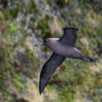 Sooty Albatross (image by John Young)