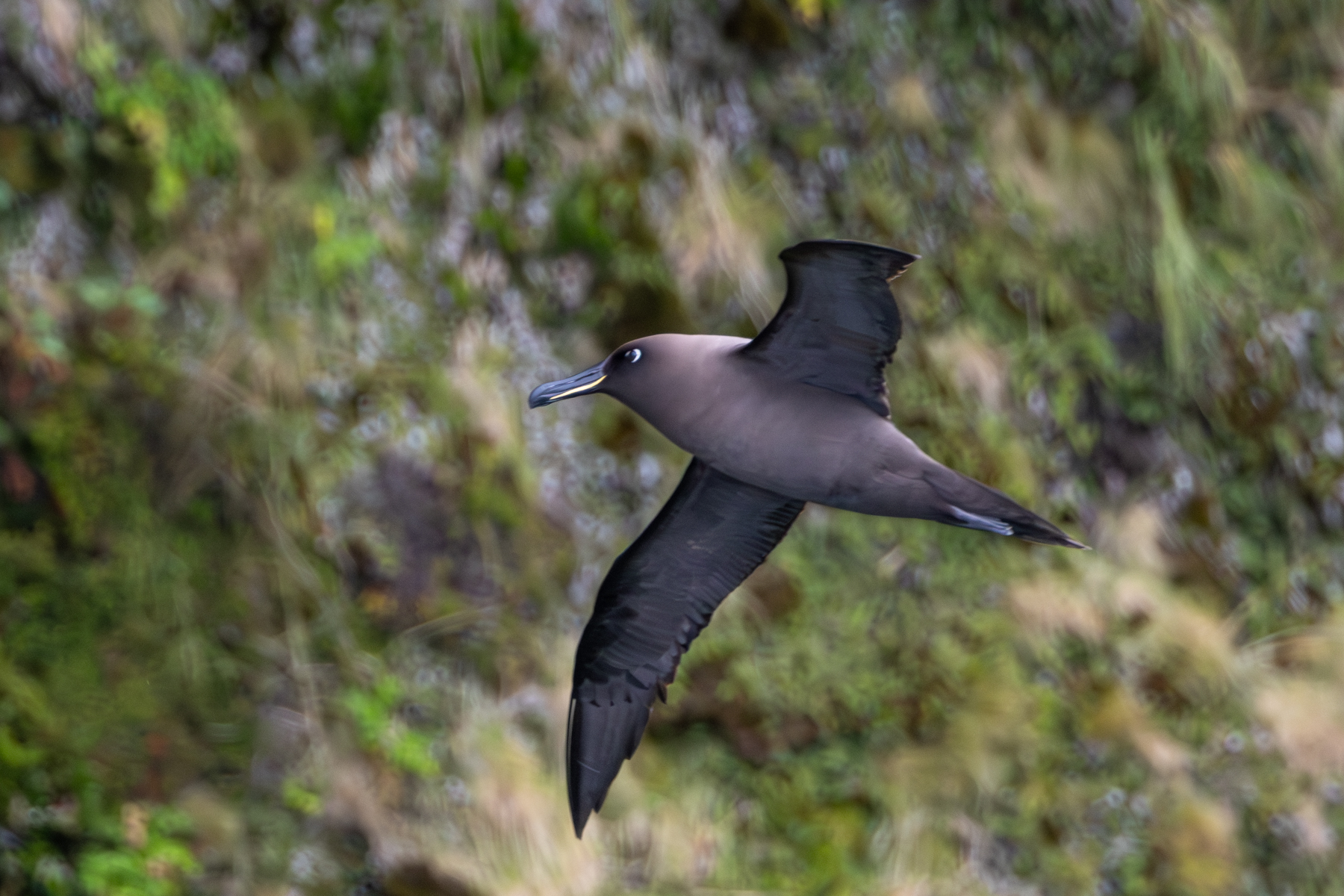 Sooty Albatross (image by John Young)