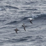 Sooty, Light-mantled and Snowy Albatrosses (image by Nick Lessof)