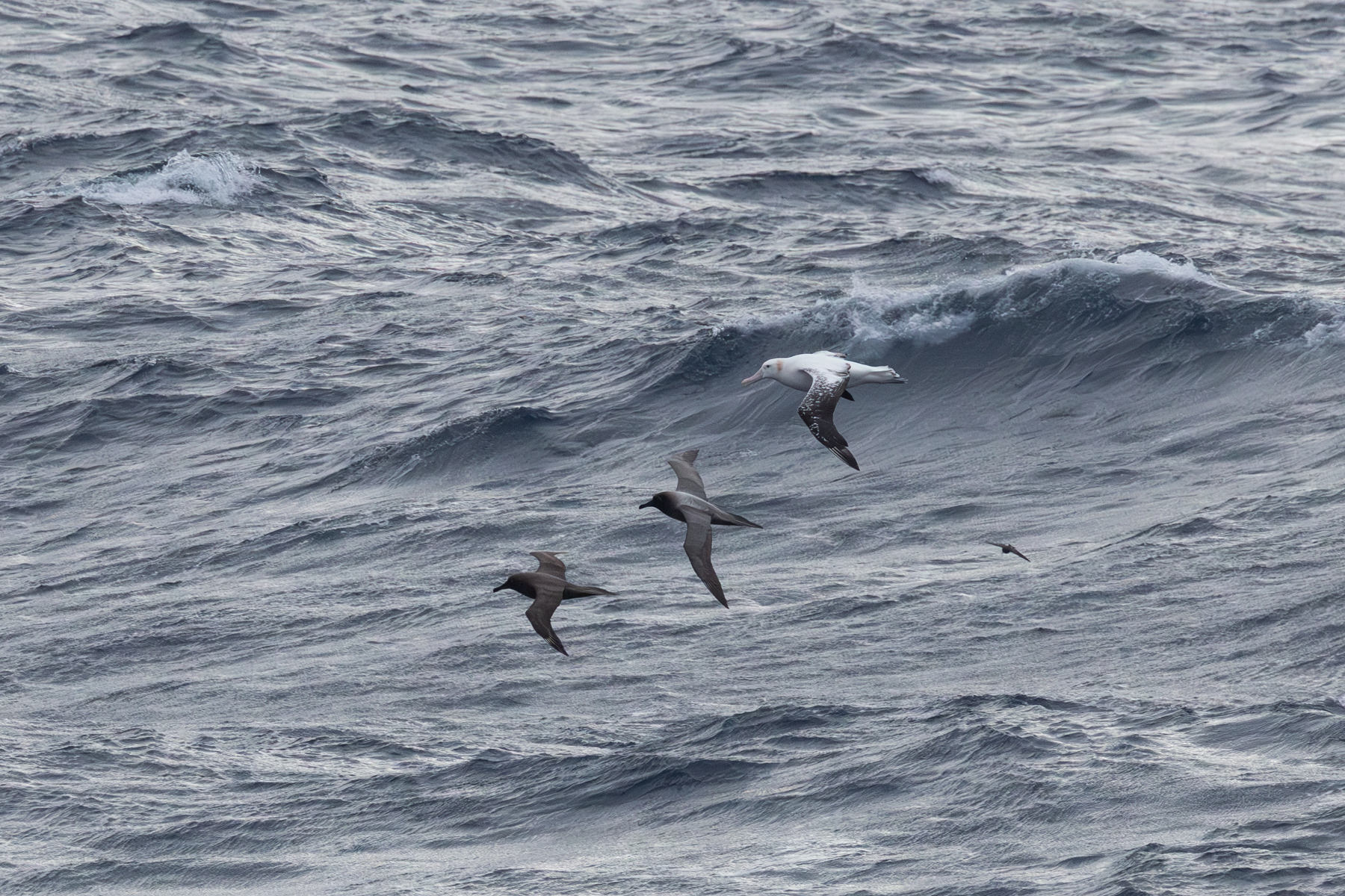 Sooty, Light-mantled and Snowy Albatrosses (image by Nick Lessof)