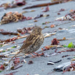 South Georgia Pipit (image by Mark Van Beirs)