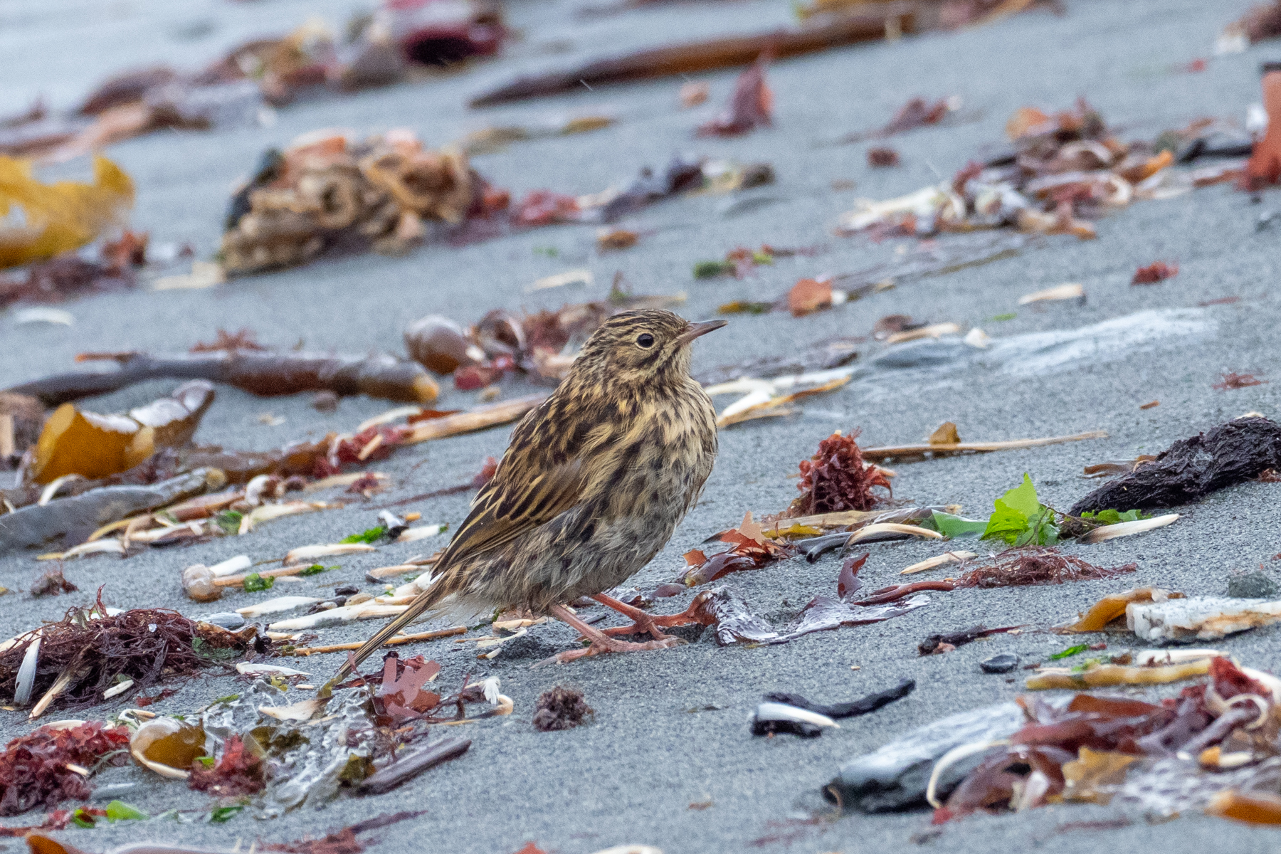 South Georgia Pipit (image by Mark Van Beirs)