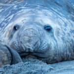 Southern Elephant Seal (image by Mark Van Beirs)