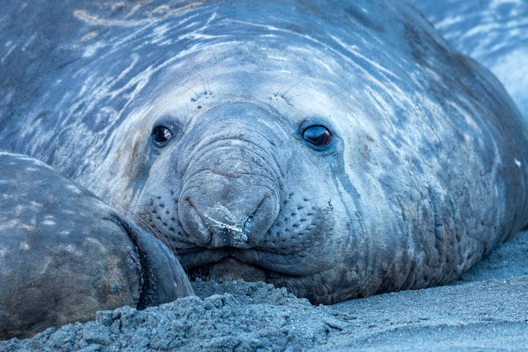 Southern Elephant Seal (image by Mark Van Beirs)