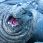 Southern Elephant Seal (image by Mark Van Beirs)