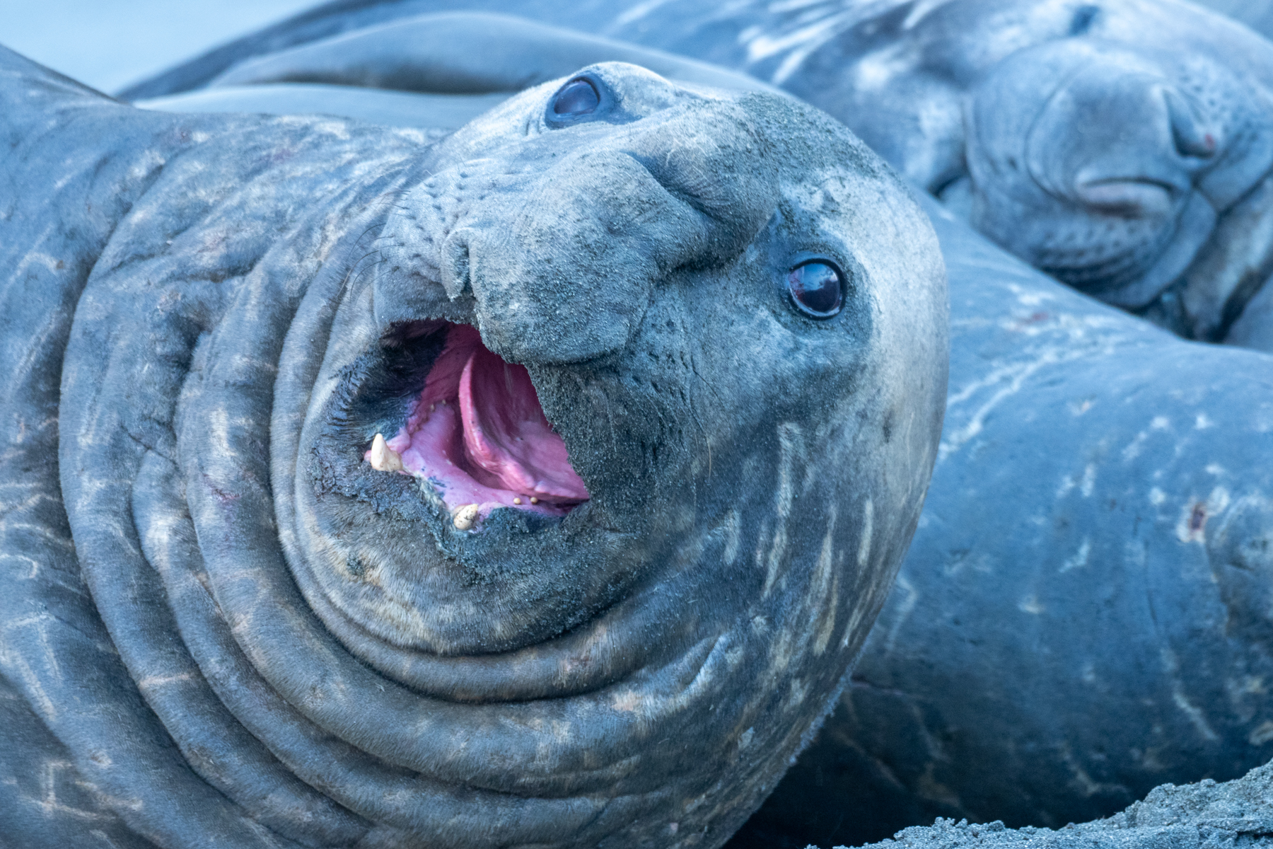 Southern Elephant Seal (image by Mark Van Beirs)