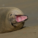 Southern Elephant Seal (image by Mark Van Beirs)