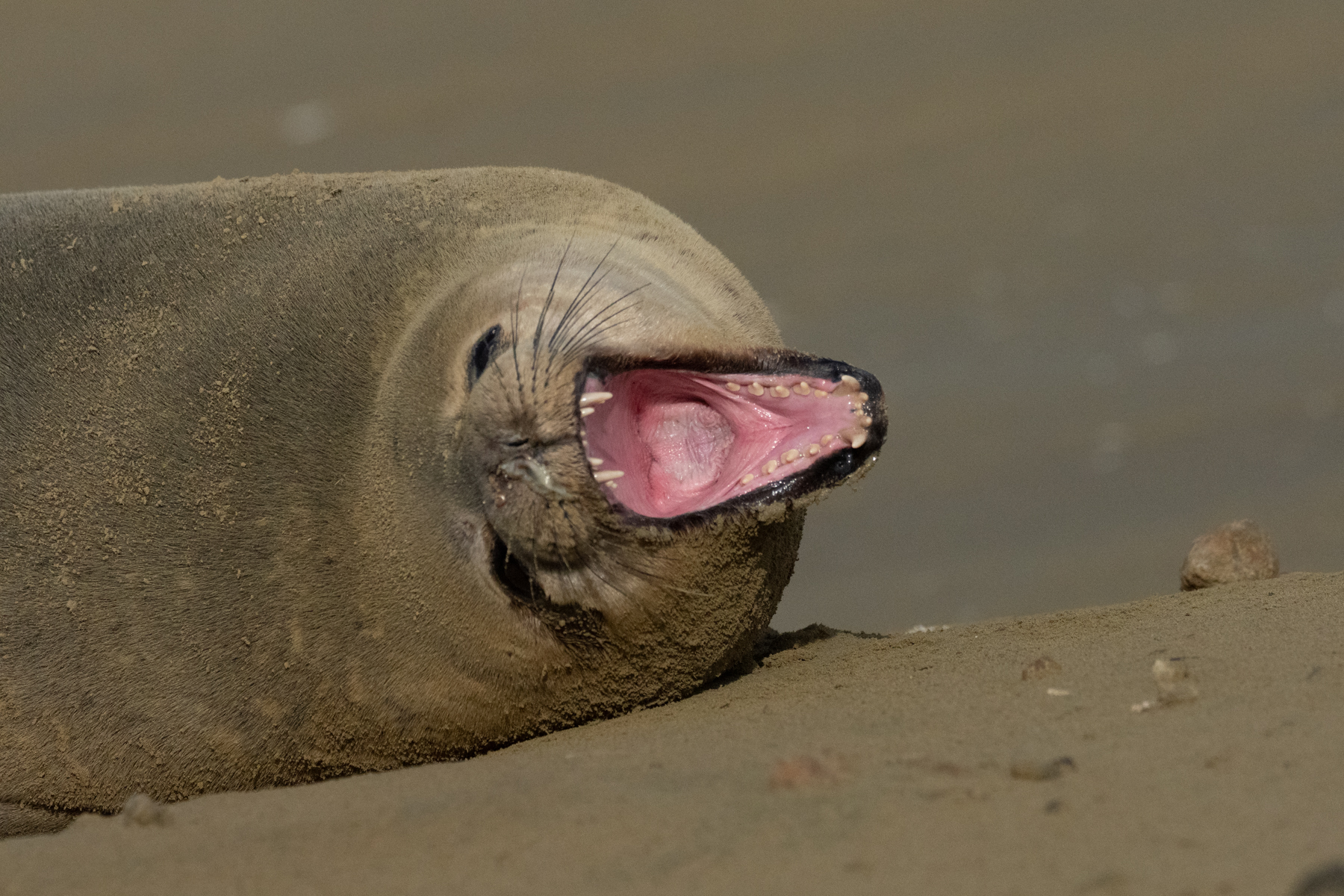 Southern Elephant Seal (image by Mark Van Beirs)