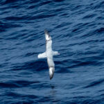 Southern Fulmar (image by Mark Van Beirs)