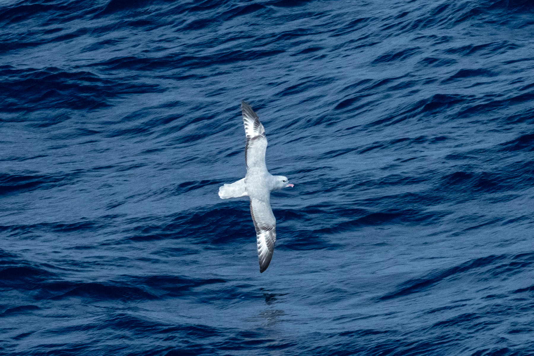 Southern Fulmar (image by Mark Van Beirs)