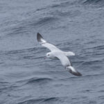 Southern Fulmar (image by Nick Lessof)