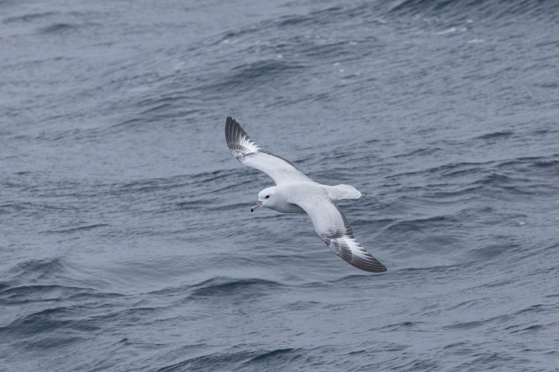 Southern Fulmar (image by Nick Lessof)