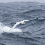 Southern Giant Petrel (image by Nick Lessof)