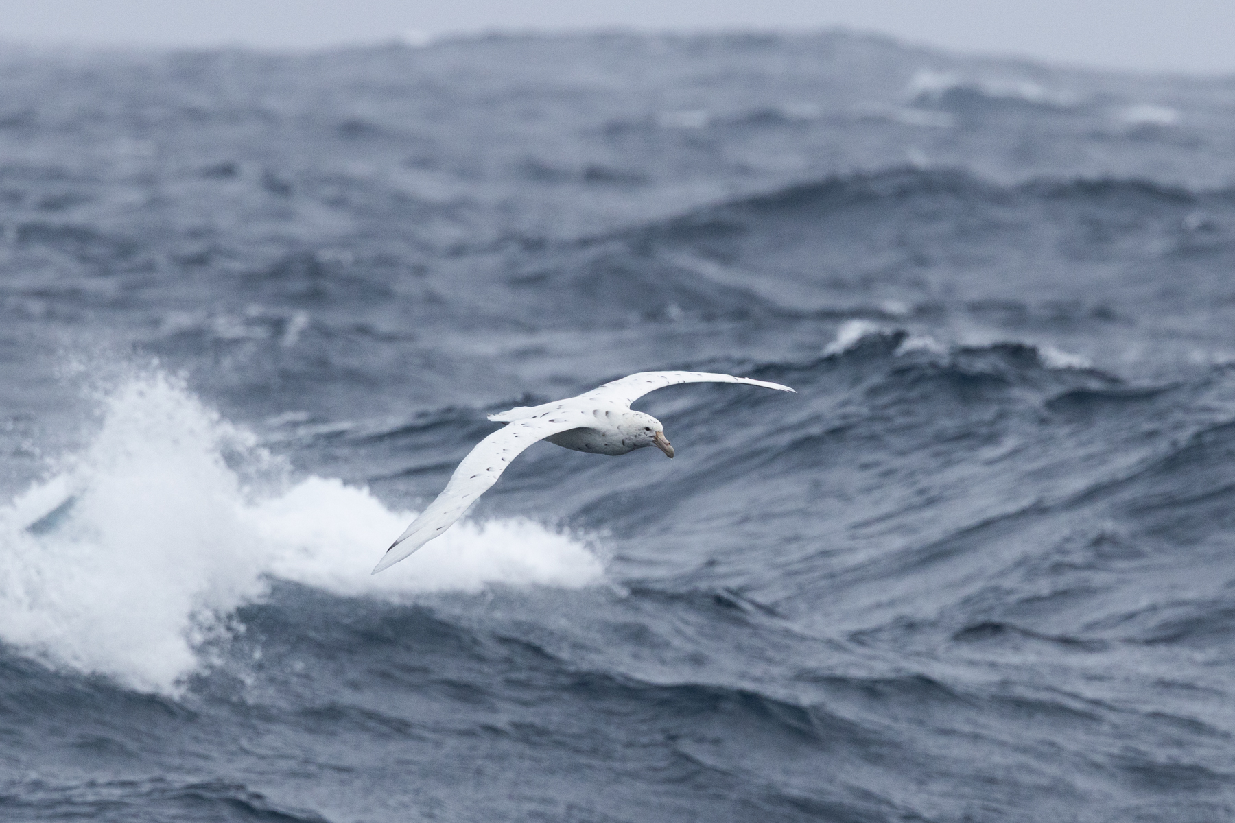 Southern Giant Petrel (image by Nick Lessof)