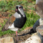 Southern Lapwings (image by Mark Van Beirs)