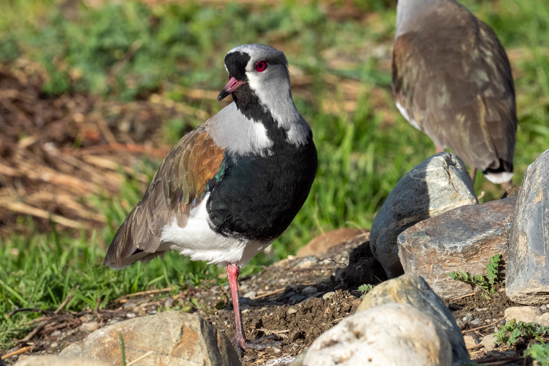 Southern Lapwings (image by Mark Van Beirs)