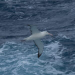 Southern Royal Albatross (image by Mark Van Beirs)