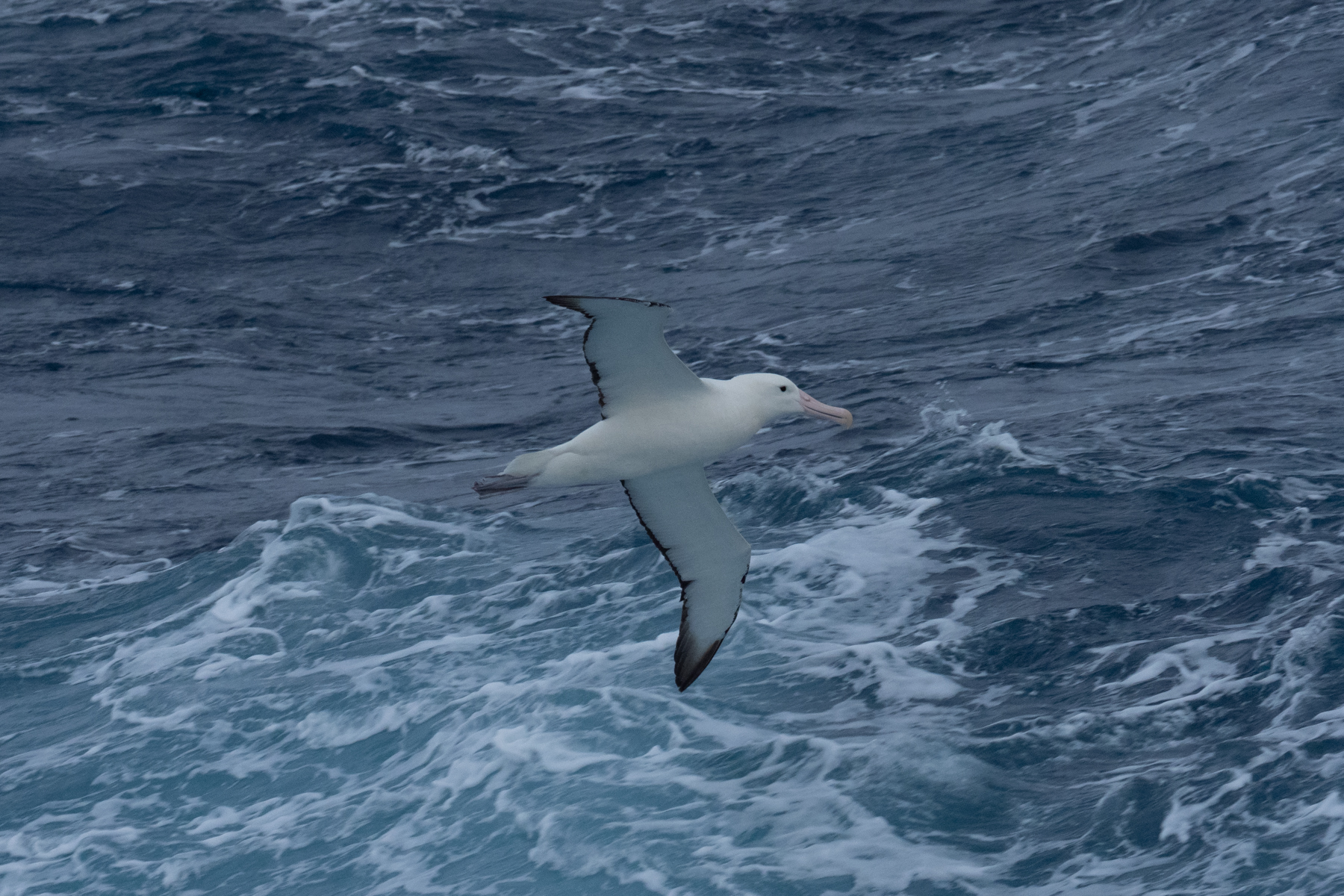 Southern Royal Albatross (image by Mark Van Beirs)