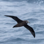 Spectacled Petrel (image by Nick Lessof)