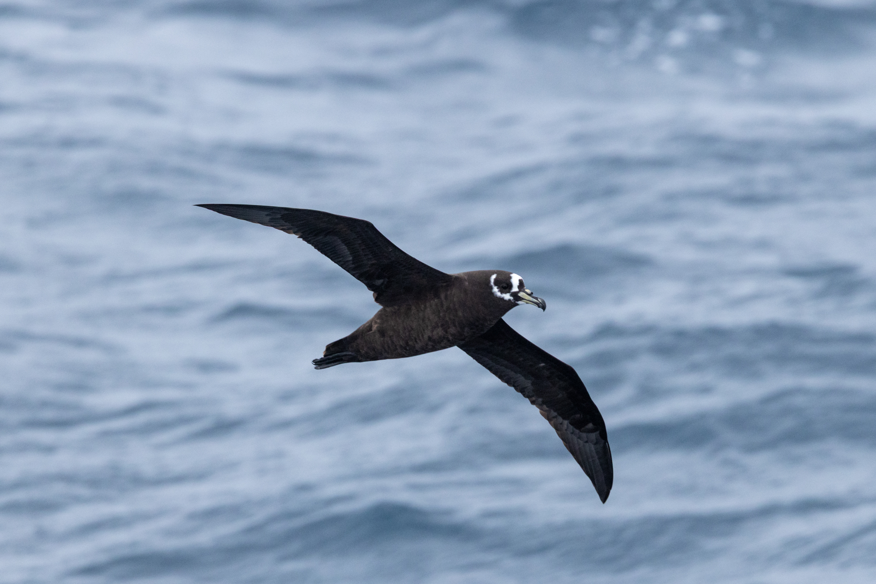 Spectacled Petrel (image by Nick Lessof)