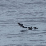 Spinner Dolphins (image by Nick Lessof)