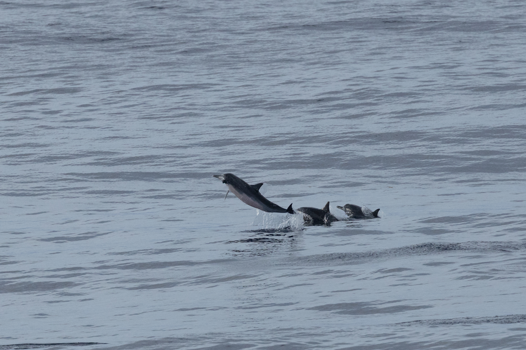 Spinner Dolphins (image by Nick Lessof)