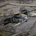 Spot-tailed Nightjar (image by Leo Garrigues)
