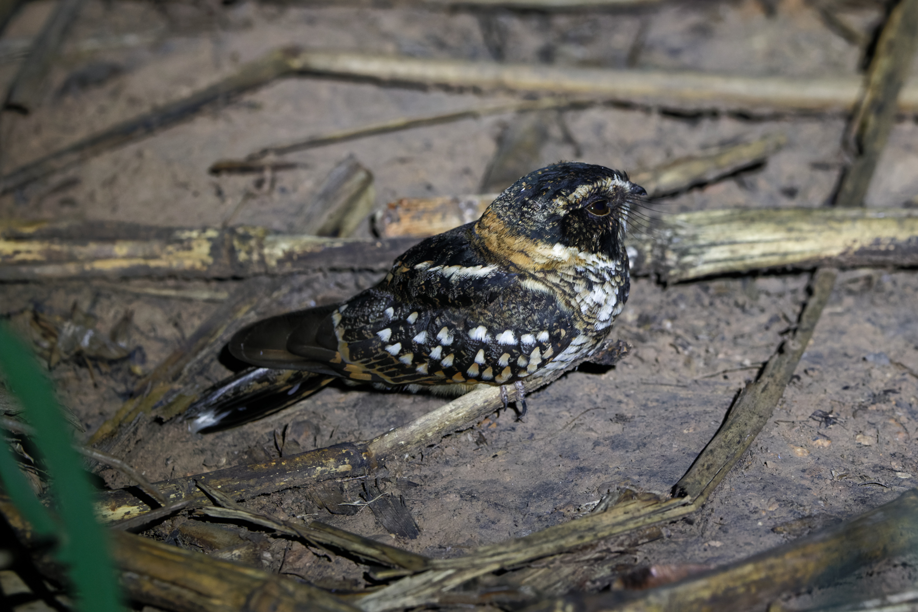 Spot-tailed Nightjar (image by Leo Garrigues)