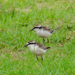 St Helena Plovers (Wirebird) (image by Mark Van Beirs)