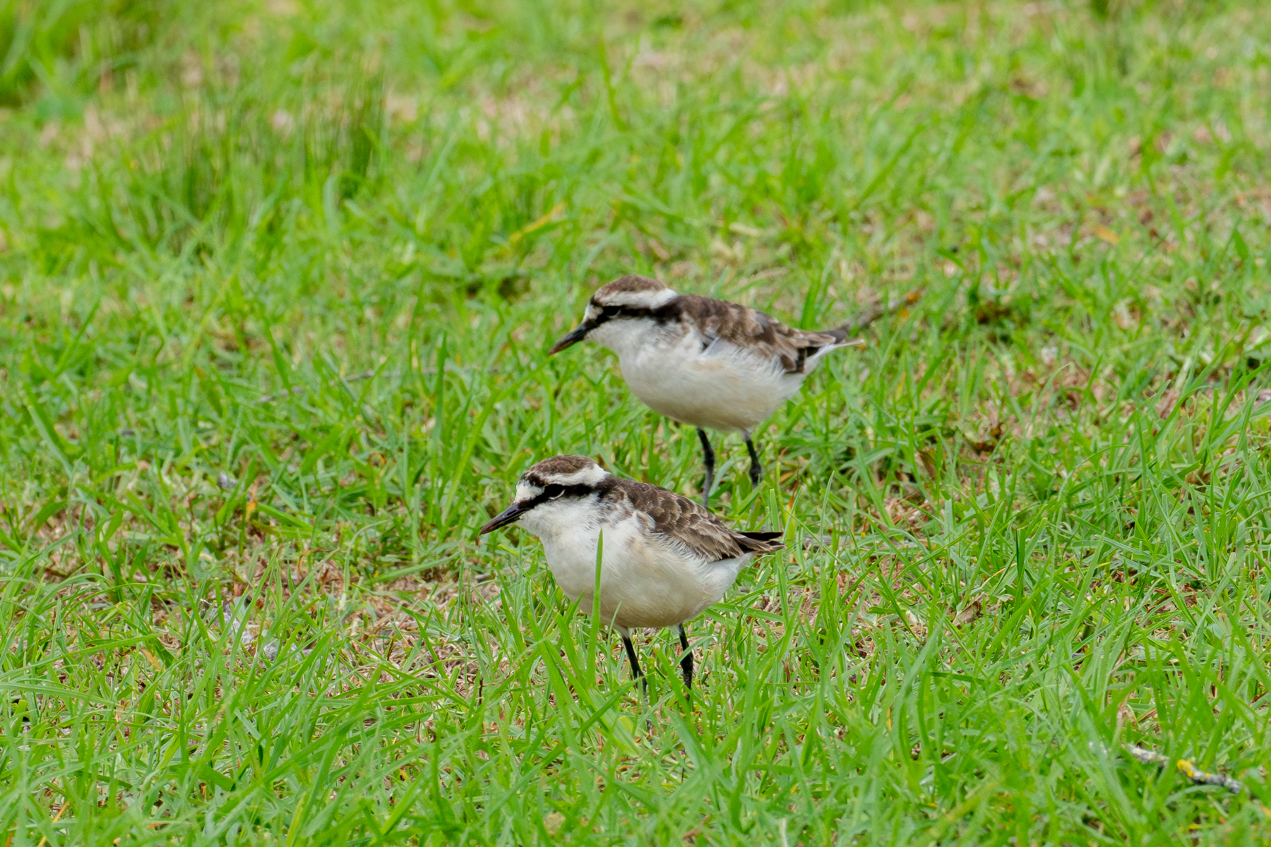 St Helena Plovers (Wirebird) (image by Mark Van Beirs)