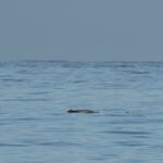Strap-toothed Beaked Whale (image by Nick Lessof)