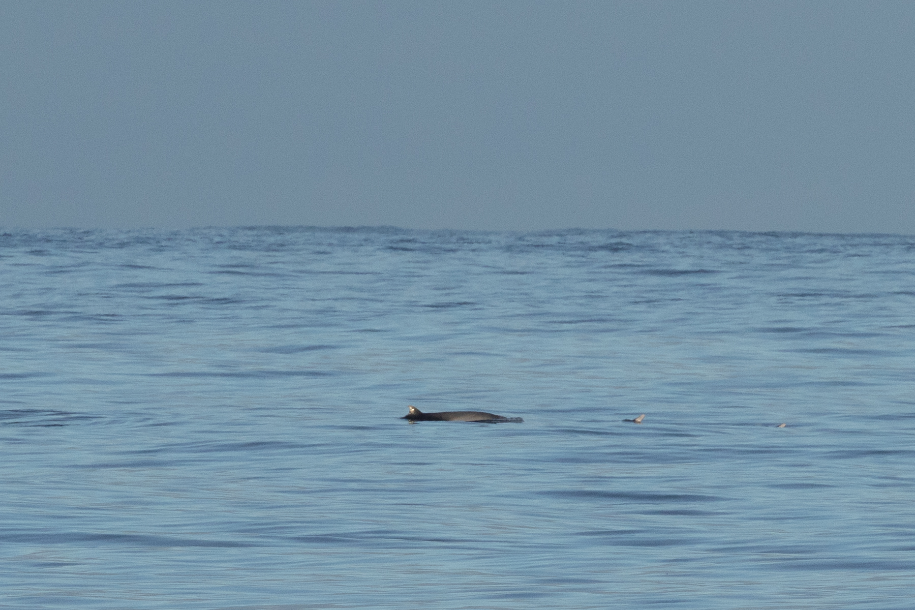 Strap-toothed Beaked Whale (image by Nick Lessof)