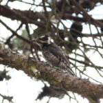 Strickland's Woodpecker (image by Leo Garrigues)