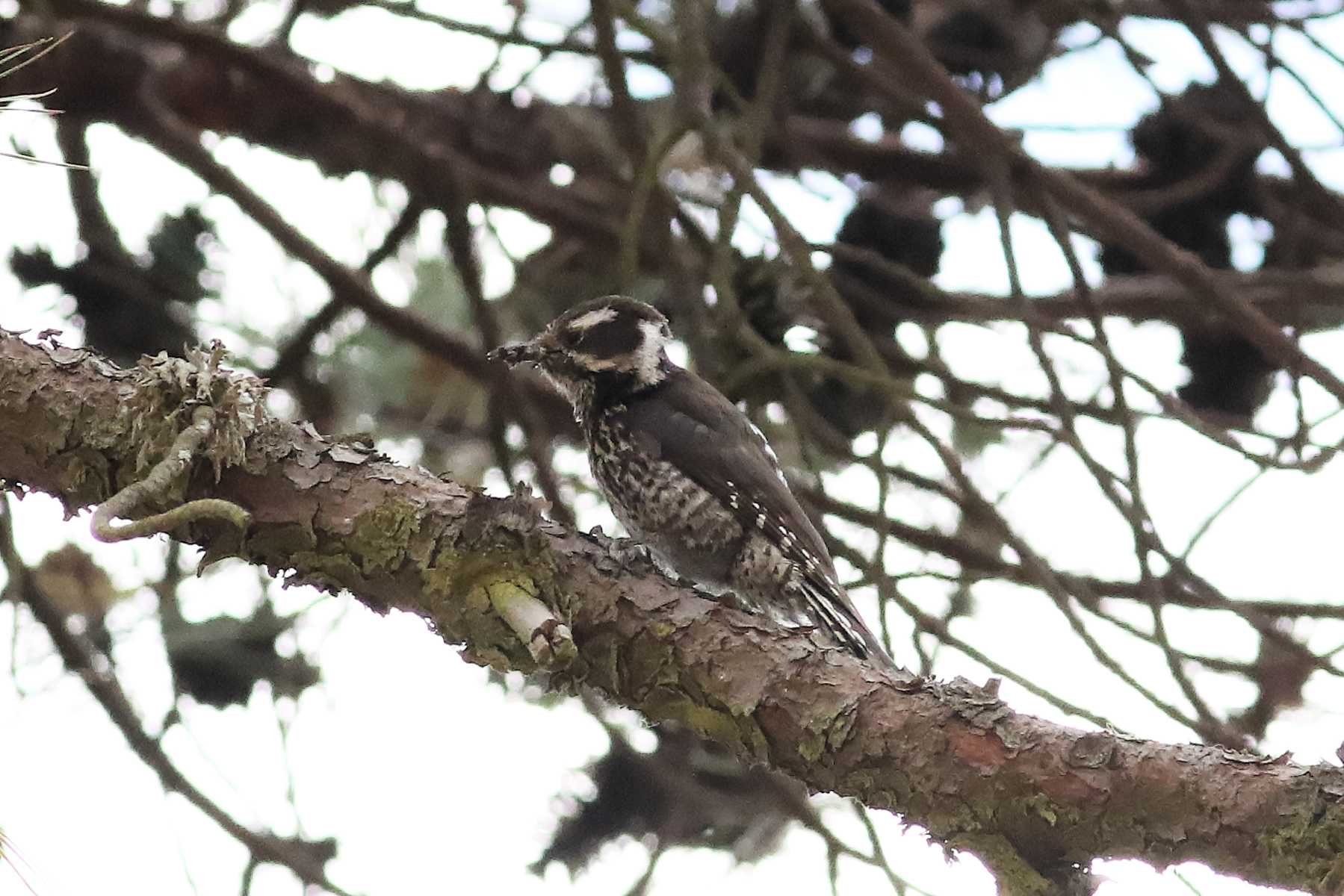 Strickland's Woodpecker (image by Leo Garrigues)