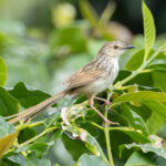 Striped Prinia (image by Vincent van der Spek)