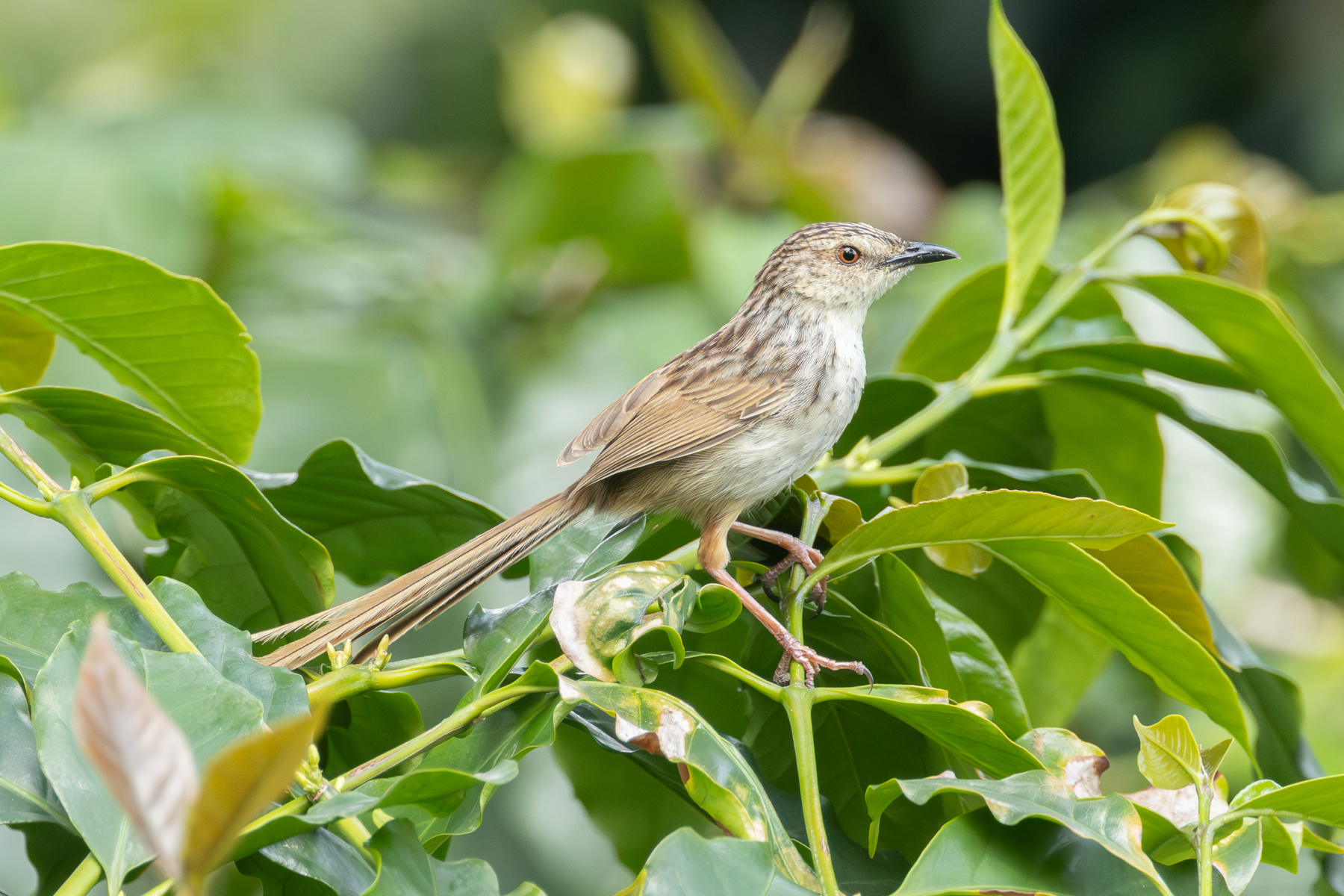 Striped Prinia (image by Vincent van der Spek)