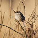 Striped Sparrow (image by Leo Garrigues)