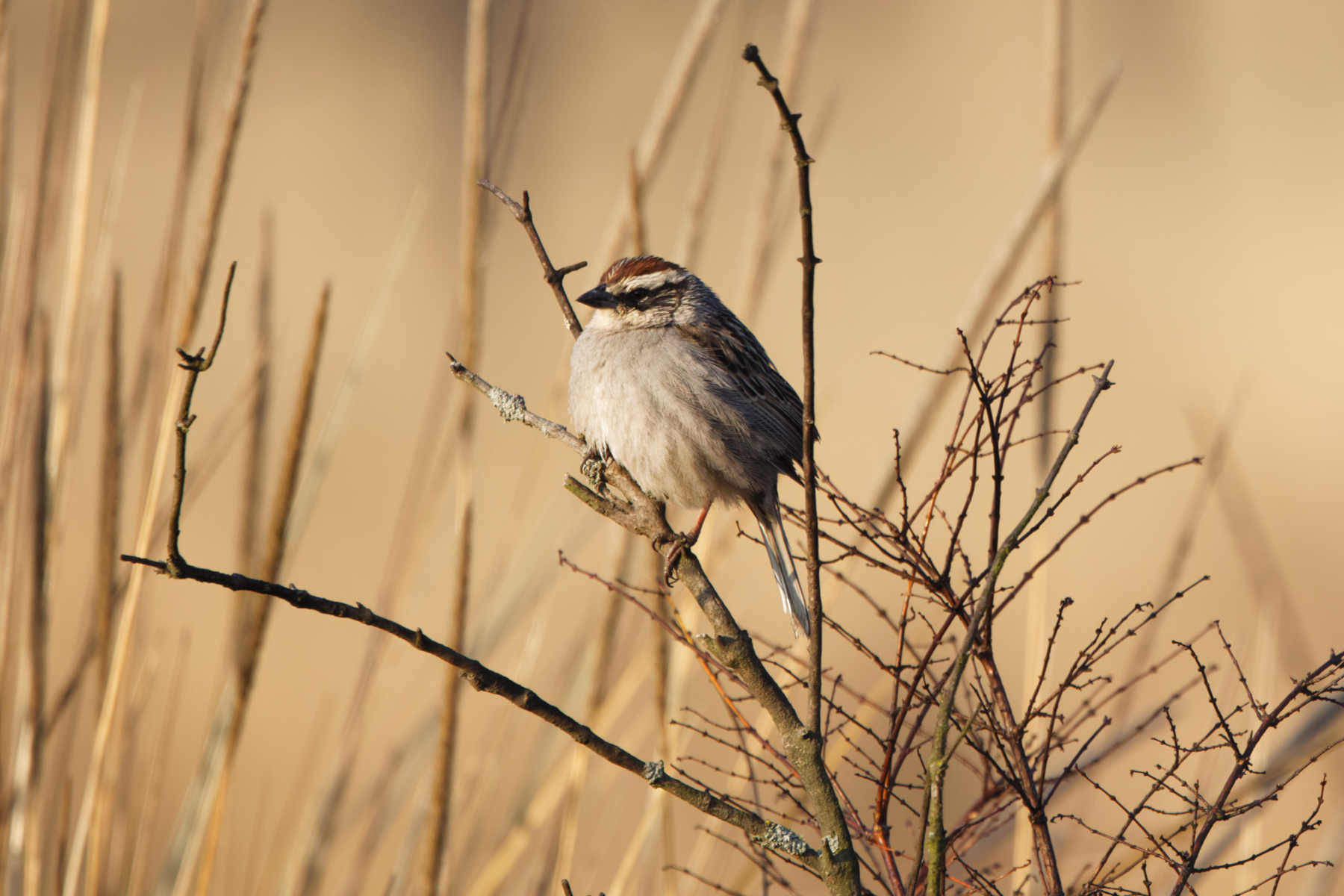 Striped Sparrow (image by Leo Garrigues)